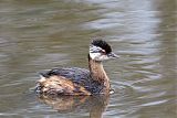 White-tufted Grebe